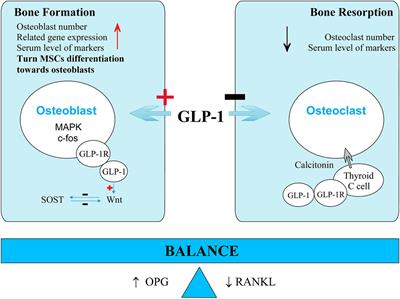 The Impact of Glucagon-Like Peptide-1 on Bone Metabolism and Its Possible Mechanisms